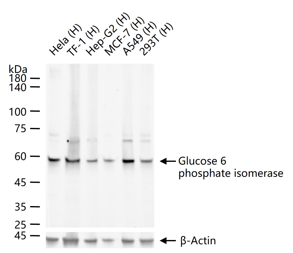Glucose 6 phosphate isomerase Recombinant Rabbit mAb (一抗) | Bioss