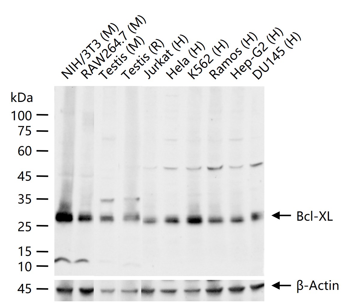 Bcl-xL蛋白重组兔单抗