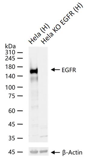EGFR基因敲除Hela细胞(Pool)-K004-5-3P