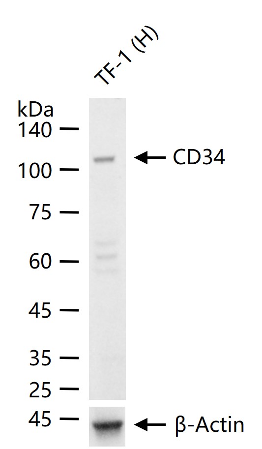 CD34 Rabbit pAb (一抗) - WB | Bioss