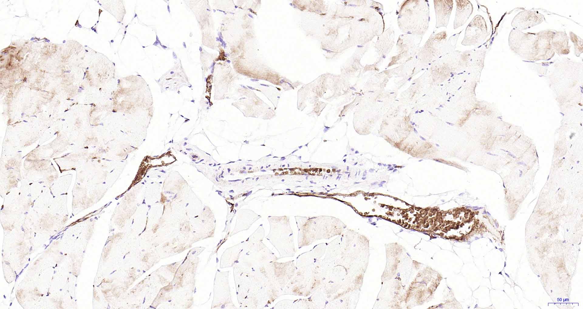 水通道蛋白1重组兔单抗