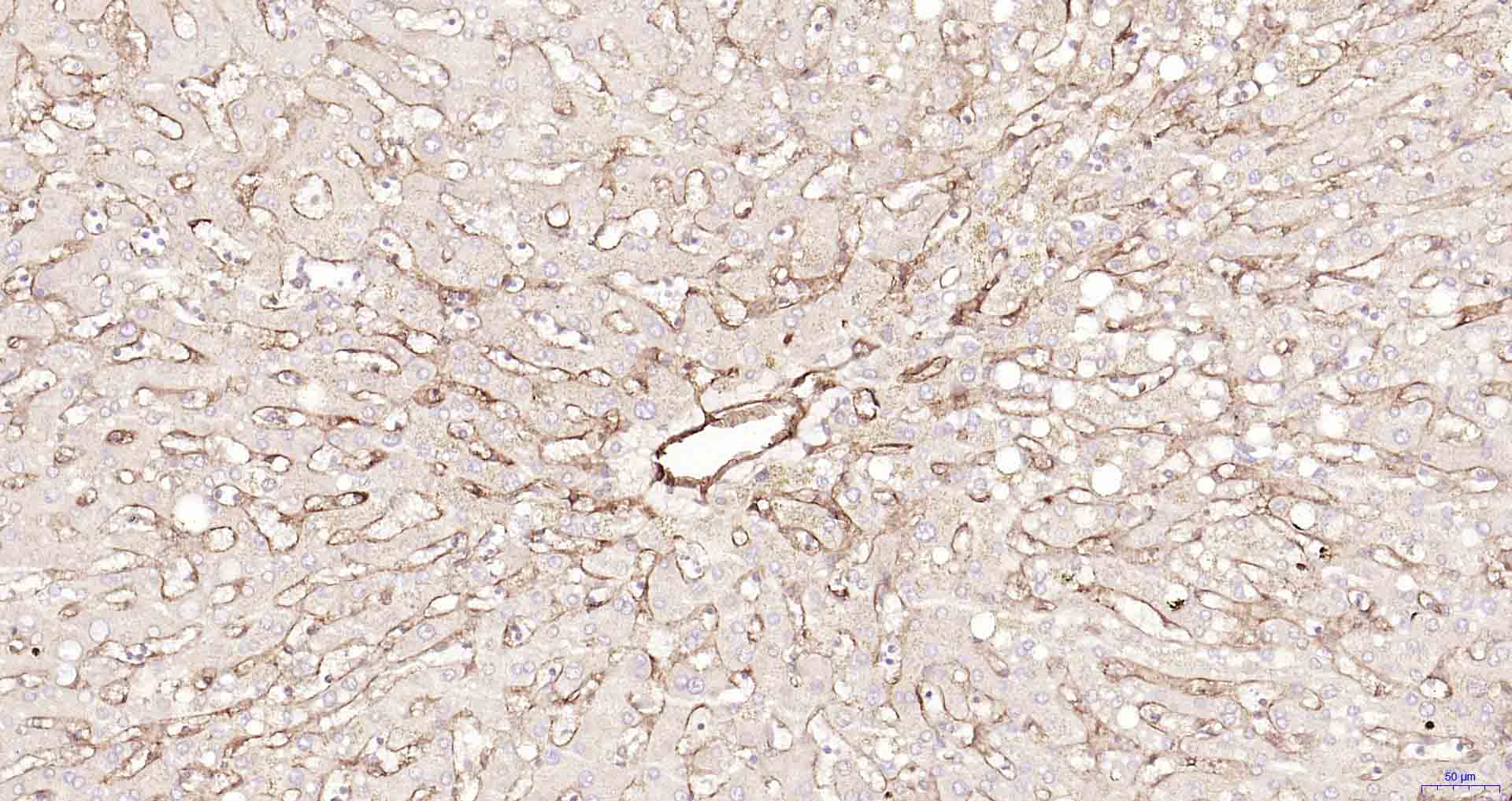 CD105重组兔单抗-bsm-61042R