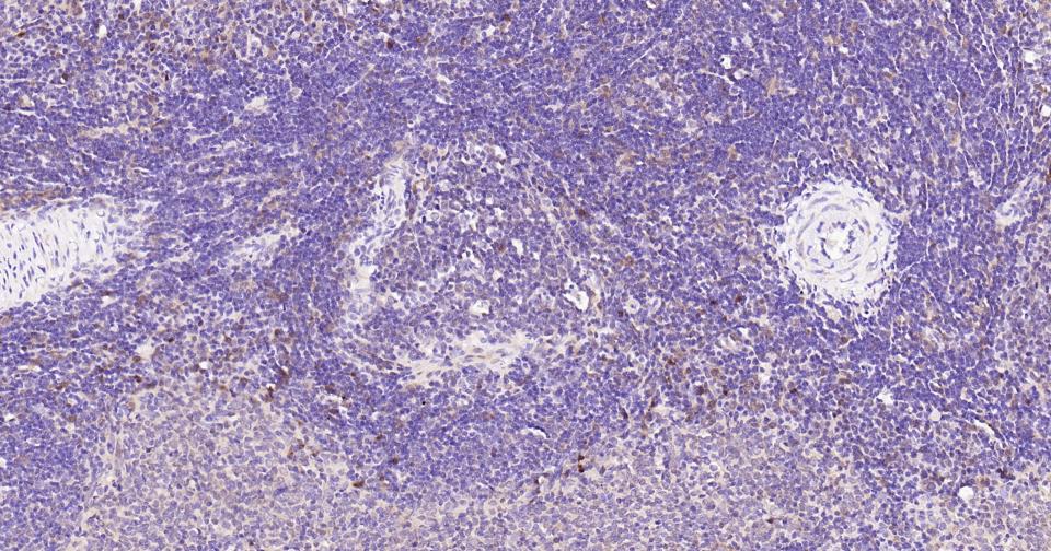 半胱胺酸蛋白酶蛋白-3重组兔单抗