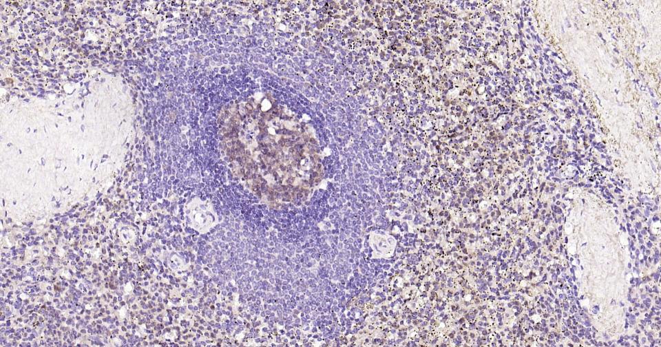 半胱胺酸蛋白酶蛋白-3重组兔单抗