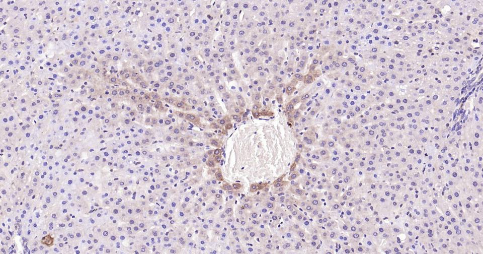 半胱胺酸蛋白酶蛋白-3重组兔单抗