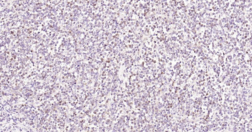 半胱胺酸蛋白酶蛋白-3重组兔单抗