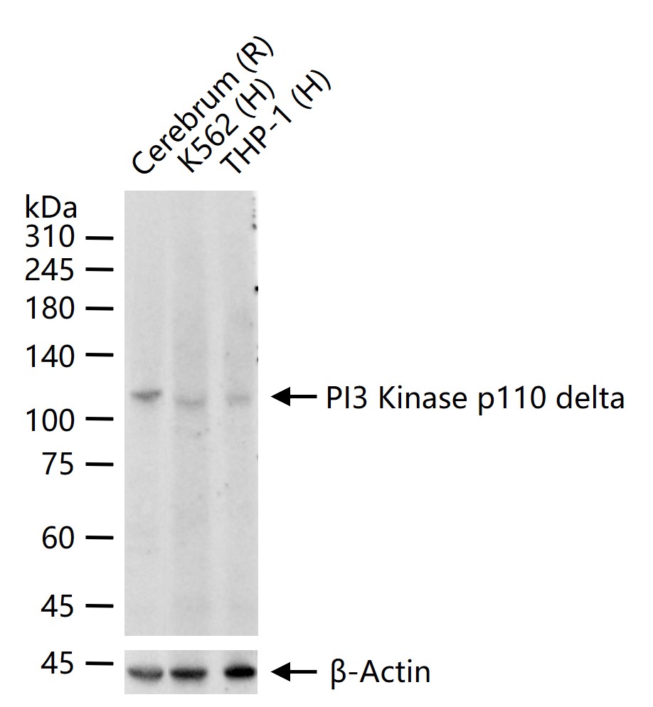 磷脂酰肌醇激酶催化亚单位D重组兔单抗