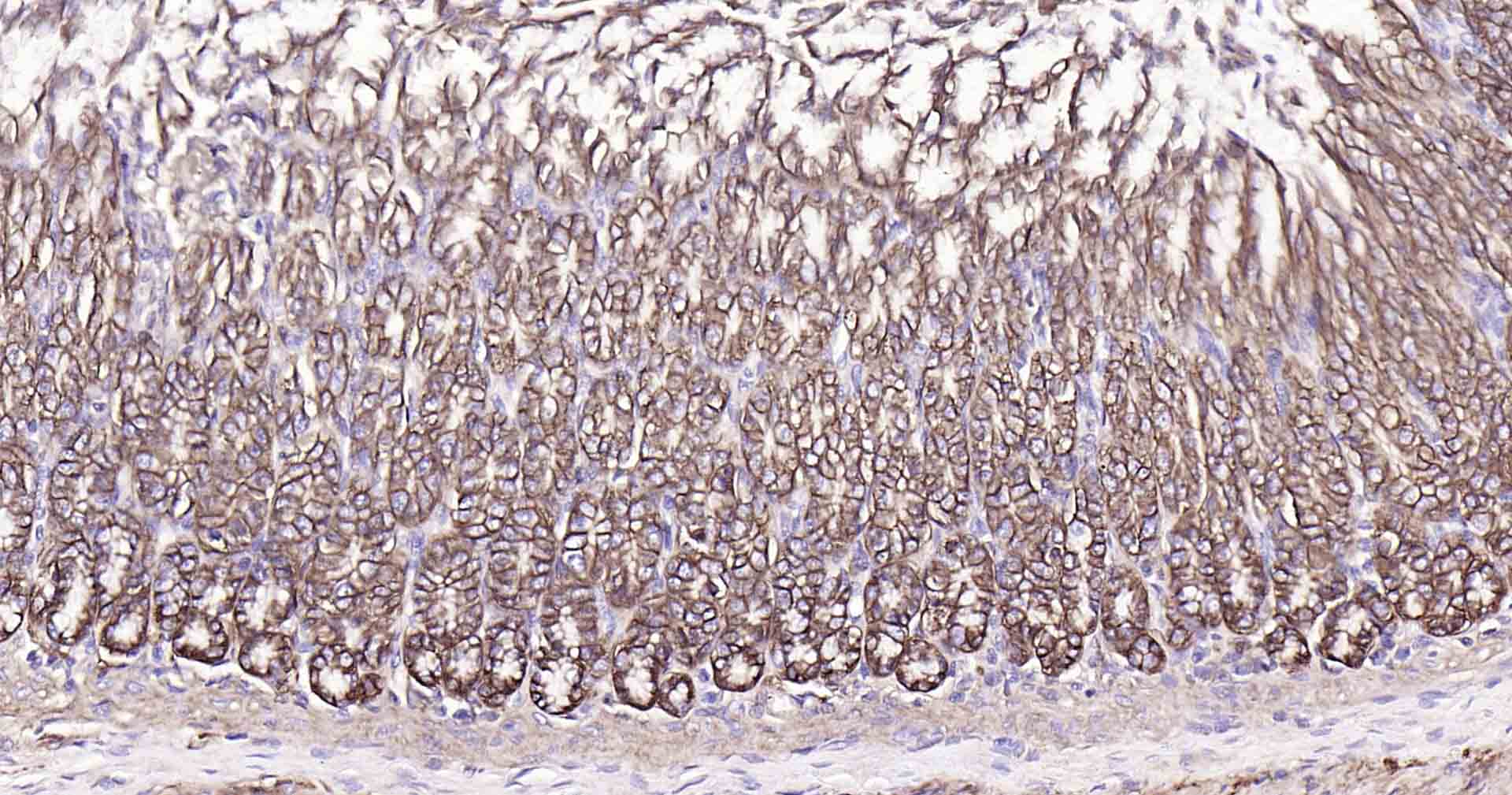 钠钾ATP酶蛋白a1单克隆抗体-bsm-34014M