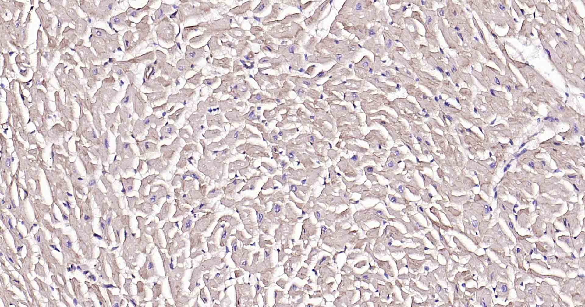 钠钾ATP酶蛋白a1单克隆抗体-bsm-34014M