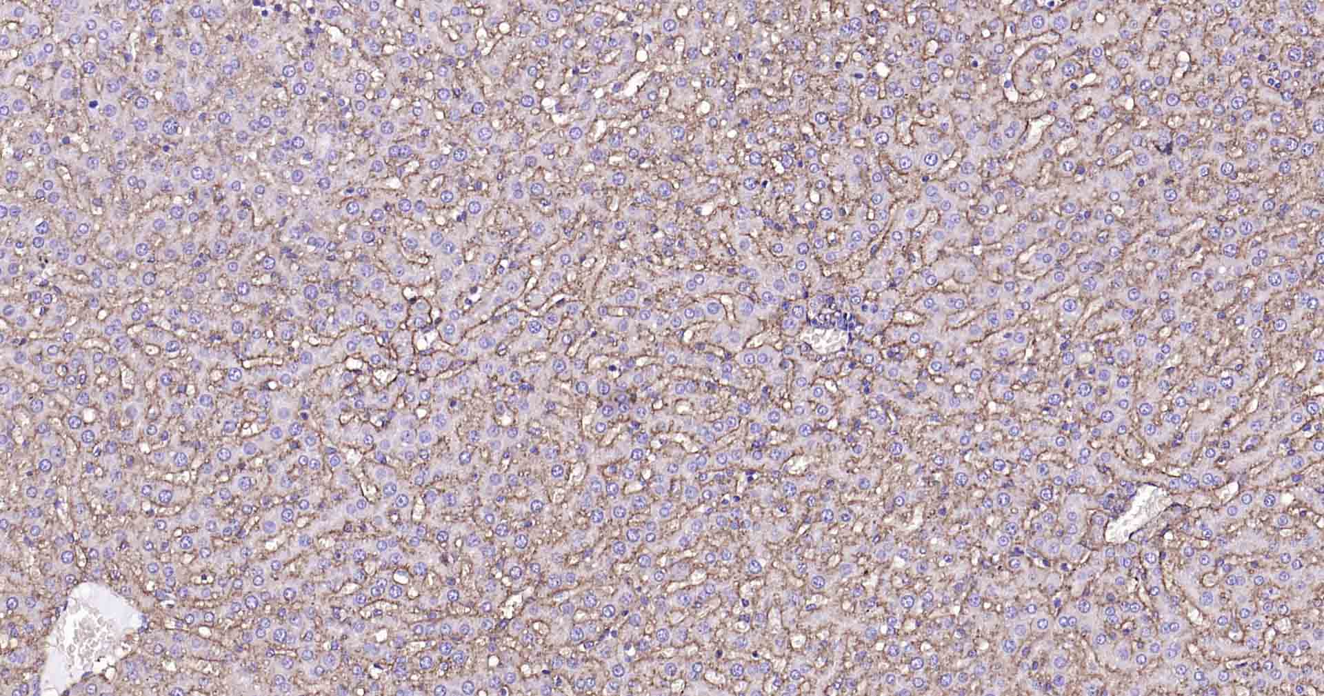 钠钾ATP酶蛋白a1单克隆抗体-bsm-34014M