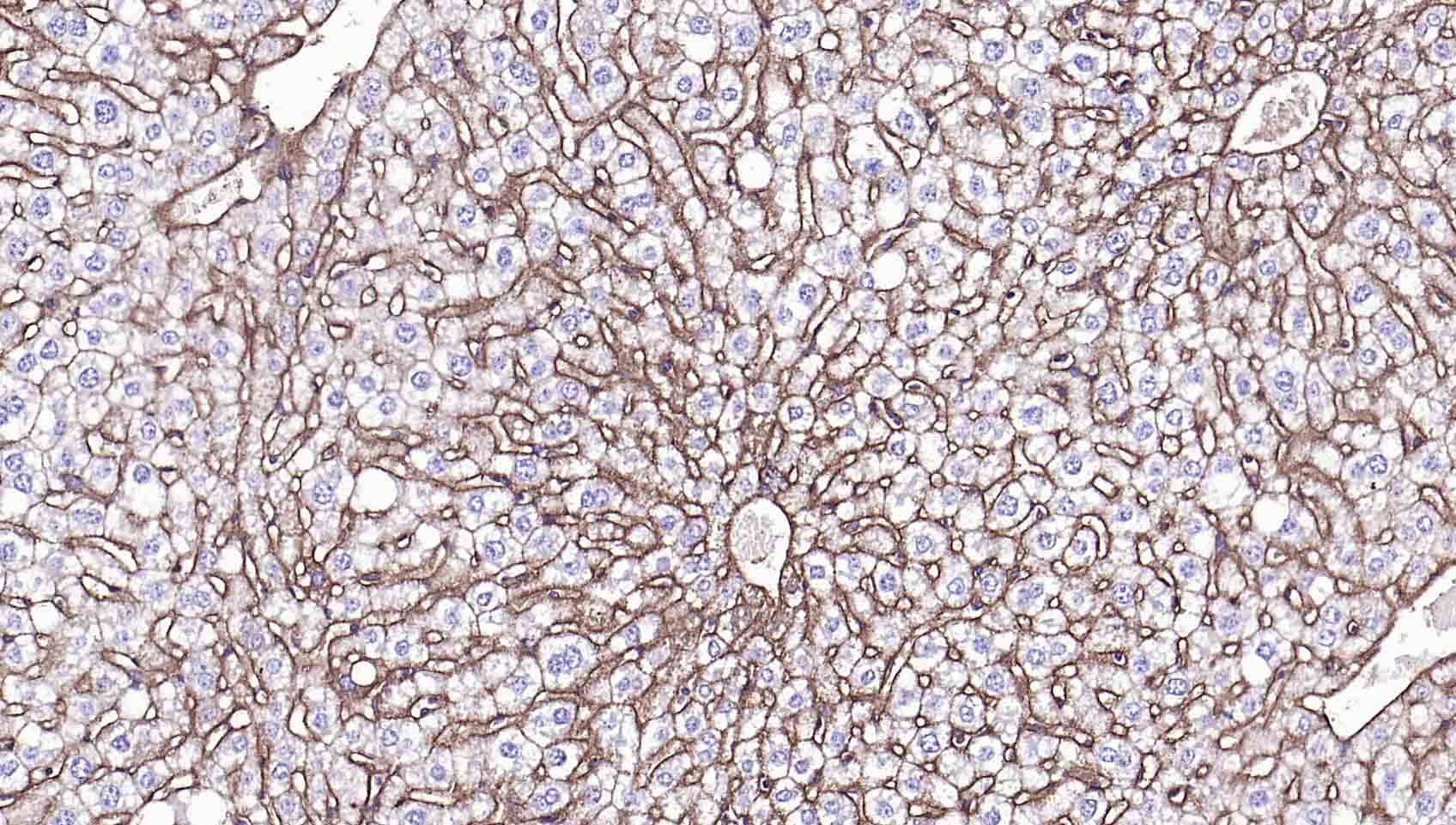钠钾ATP酶蛋白a1单克隆抗体-bsm-34014M
