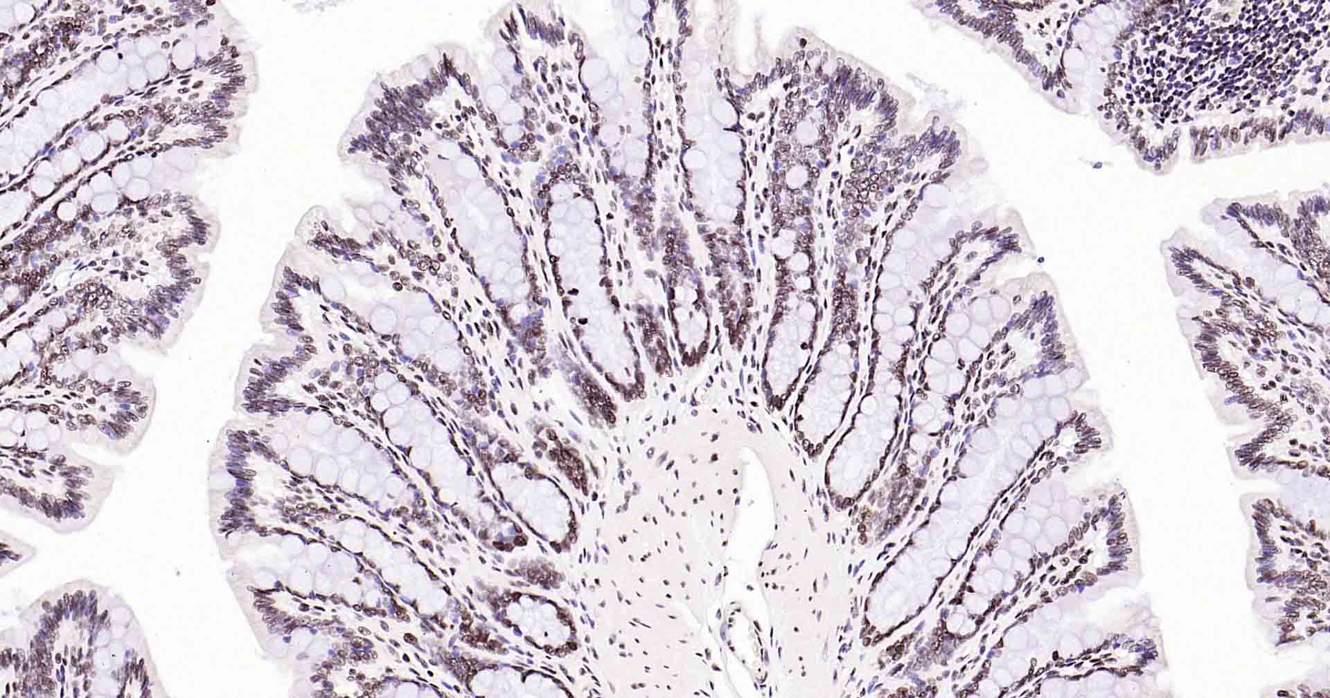 Rad51重组兔单抗