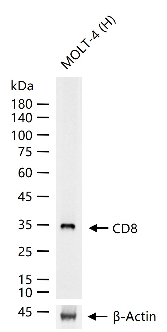 CD8 Recombinant Human mAb (一抗) | Bioss