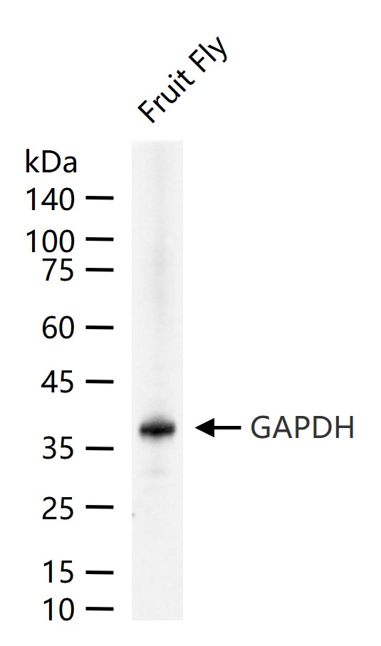 GAPDH (Fruit Fly) Rabbit pAb (一抗) | Bioss