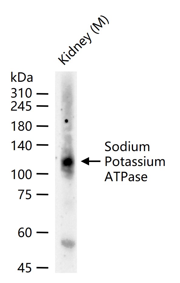 Sodium Potassium ATPase Mouse mAb (一抗) - WB,IHC-P,IHC-F,IF | Bioss
