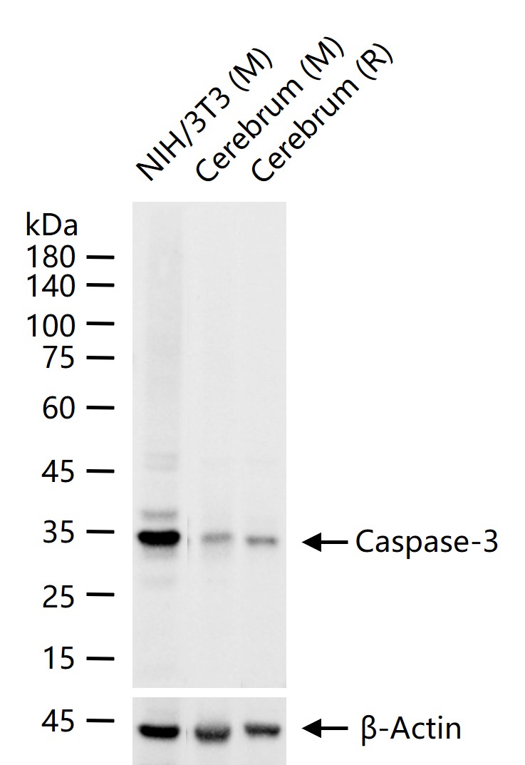 半胱胺酸蛋白酶蛋白-3重组兔单抗