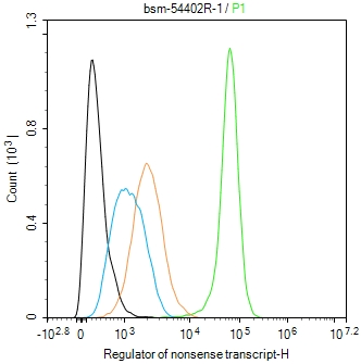 ATP依赖解旋酶RENT1重组兔单抗
