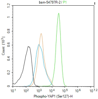 磷酸化原癌基因Yes相关蛋白1重组兔单抗