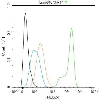 同源盒蛋白Meis2抗重组兔单抗