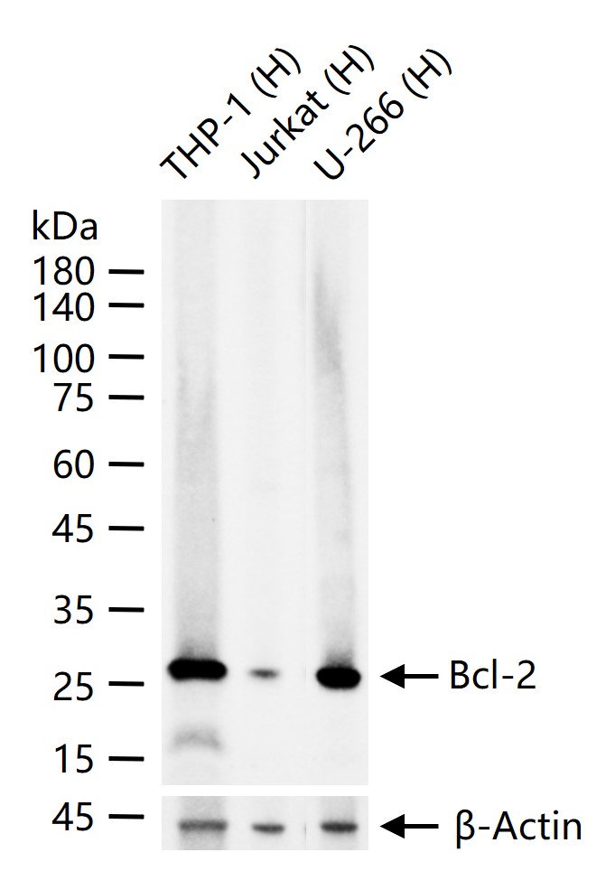 Bcl-2重组兔单抗