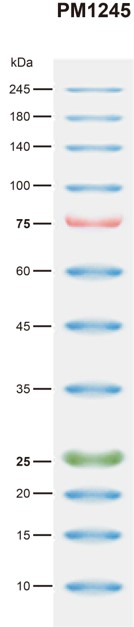 BiosPM™彩虹广谱蛋白Marker（10-245KD）
