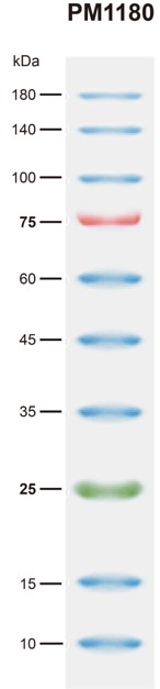 BiosPM™ 彩虹广谱蛋白Marker（10-180KD）