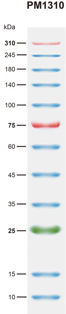 BiosPM™彩虹广谱蛋白Marker(10-310KD)