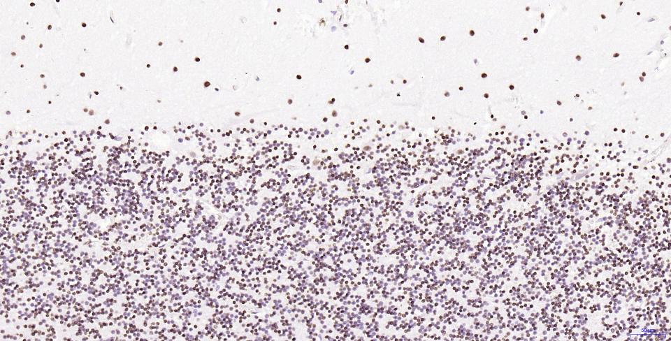 组蛋白H2AX重组兔单抗