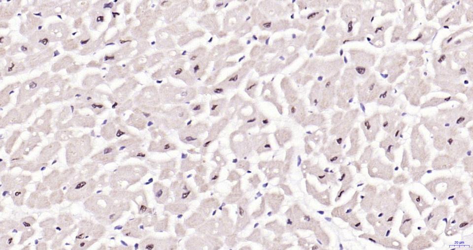 磷酸化氨基末端激酶1/2/3重组兔单抗