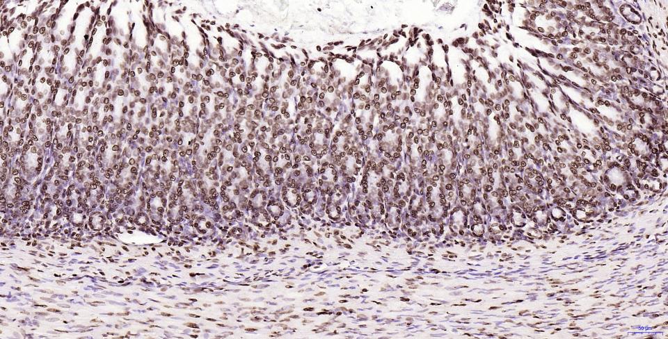 组蛋白H2AX重组兔单抗