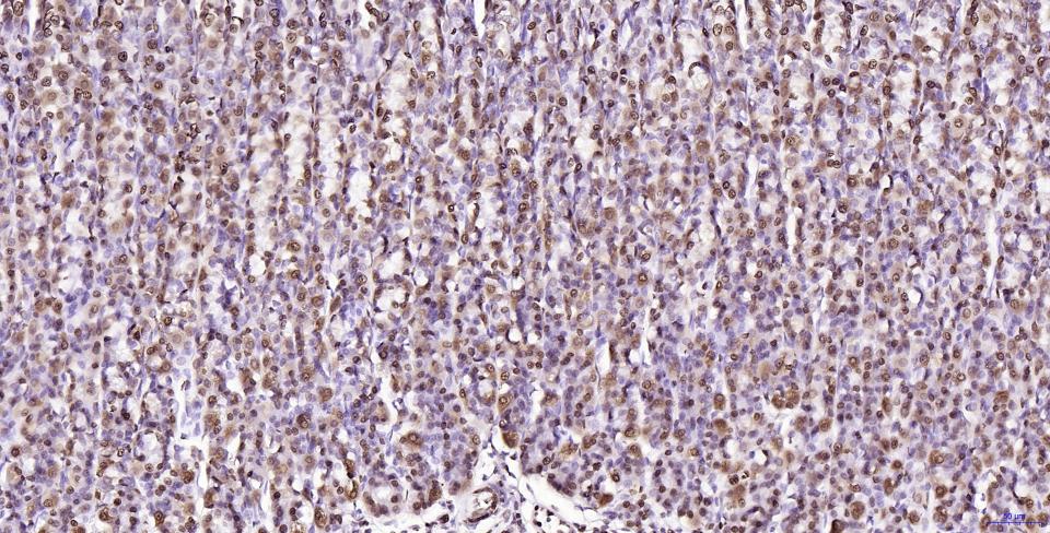 组蛋白H2AX重组兔单抗