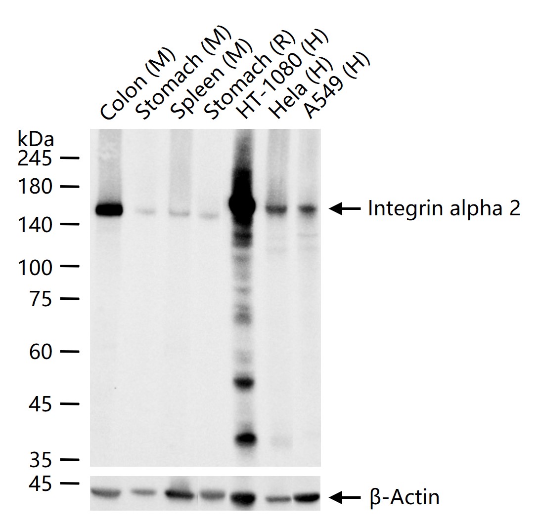 整合素α2（CD49b）重组兔单抗