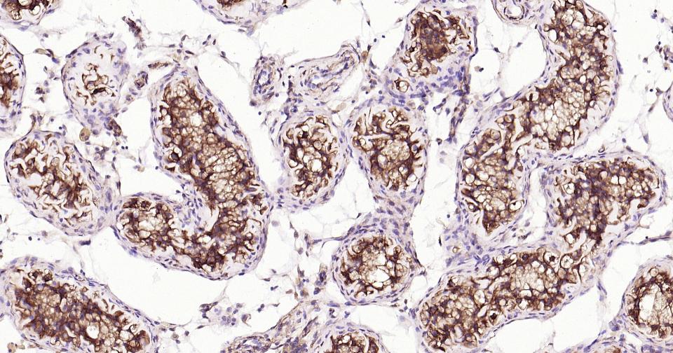 β微管蛋白单克隆抗体-bsm-33120M