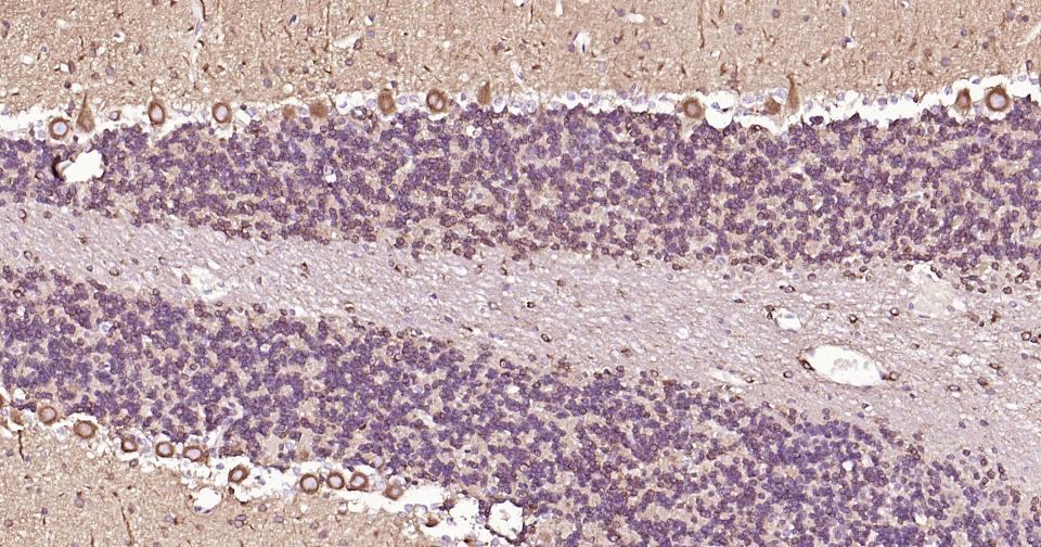 β微管蛋白单克隆抗体-bsm-33120M