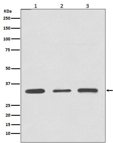 ATF5 Recombinant Rabbit mAb (一抗) - WB,Flow-Cyt,IP | Bioss