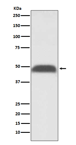多聚腺苷酸结合蛋白2重组兔单抗-bsm-61457R