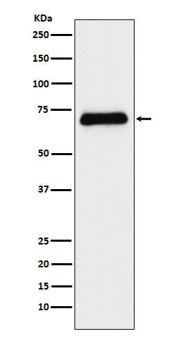 Serotonin transporter Recombinant Rabbit mAb (一抗) - WB | Bioss