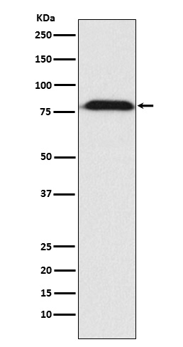MAD1 Recombinant Rabbit mAb (一抗) - WB,Flow-Cyt | Bioss