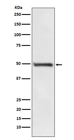 RAD52 Recombinant Rabbit mAb (一抗) - WB,Flow-Cyt | Bioss