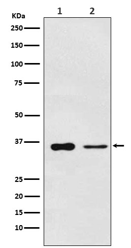 PDLIM1 Recombinant Rabbit mAb (一抗) - WB,Flow-Cyt,ICC/IF,IP | Bioss