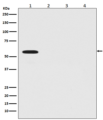 Firefly Luciferase Recombinant Rabbit mAb (一抗) - WB,ICC/IF | Bioss