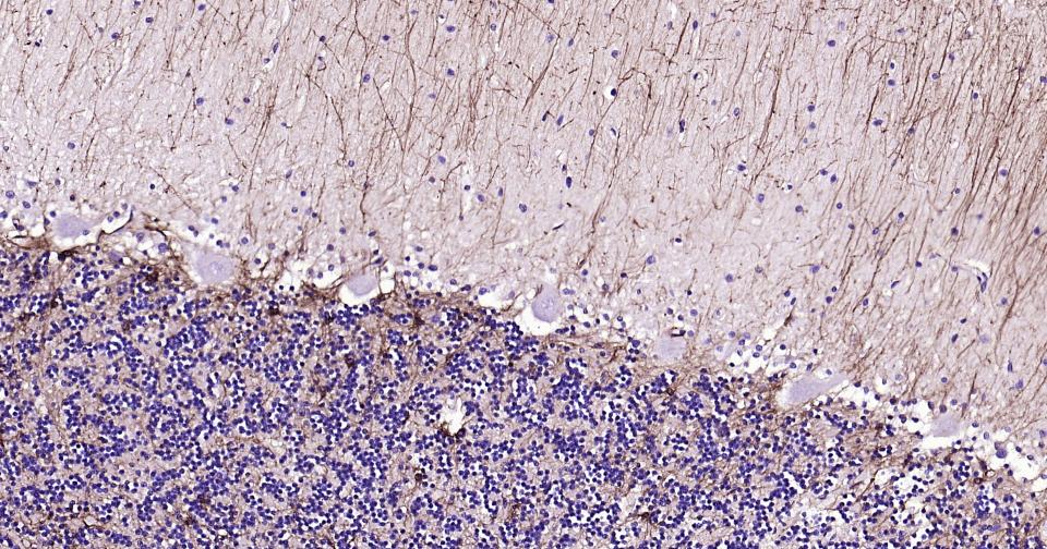 胶质纤维酸性蛋白单克隆抗体-bsm-41823M
