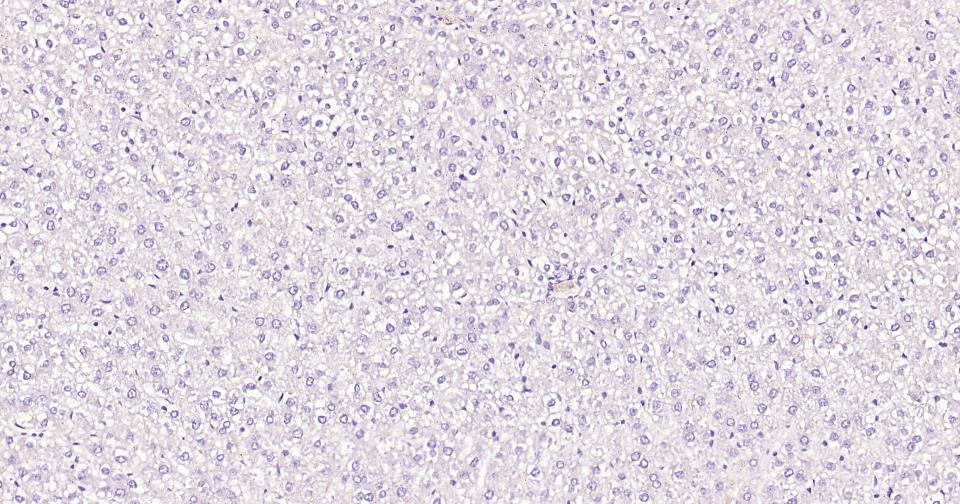 胶质纤维酸性蛋白单克隆抗体-bsm-42001M