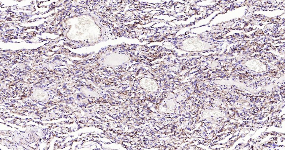 巢蛋白/神经上皮干细胞蛋白重组兔单克隆抗体