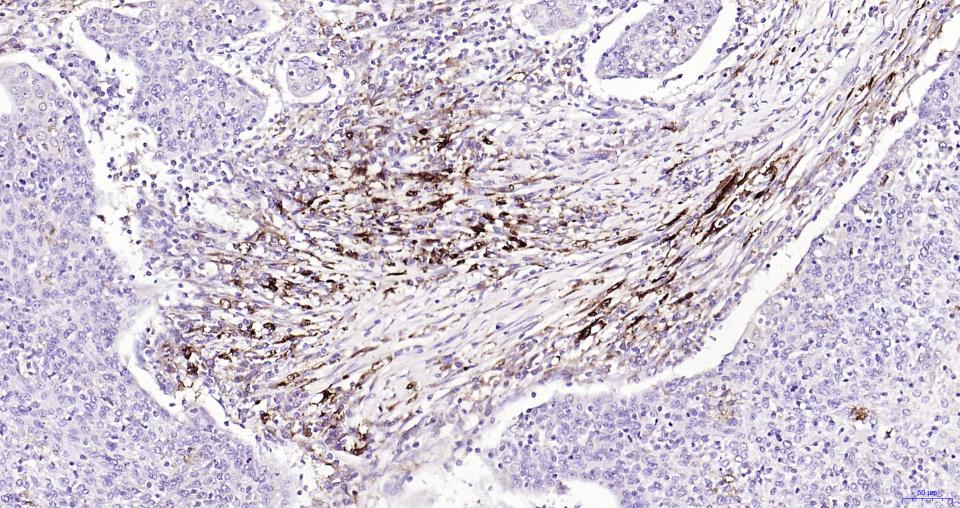 核因子2相关因子2重组兔单抗