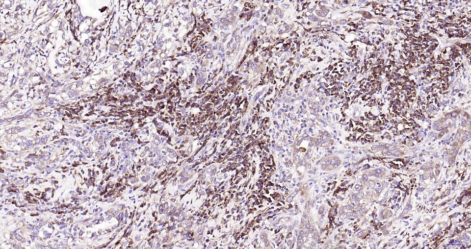 核因子2相关因子2重组兔单抗