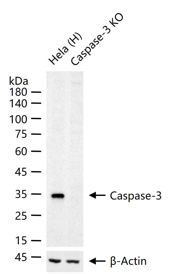 半胱胺酸蛋白酶蛋白-3重组兔单抗