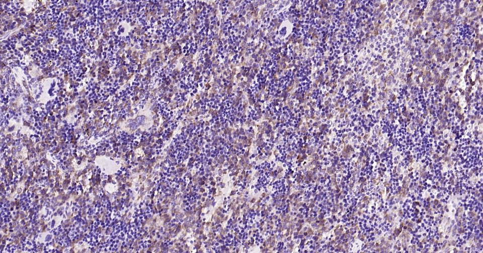 细胞色素C重组兔单抗