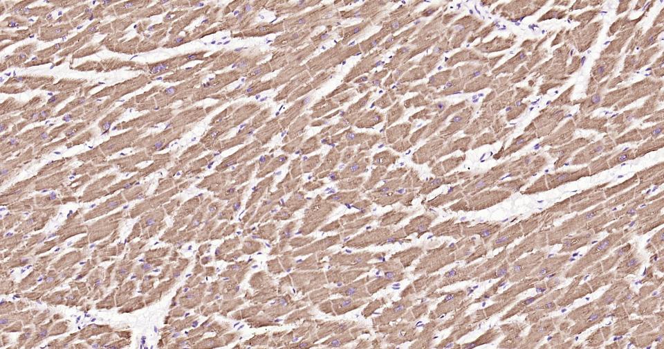 细胞色素C重组兔单抗