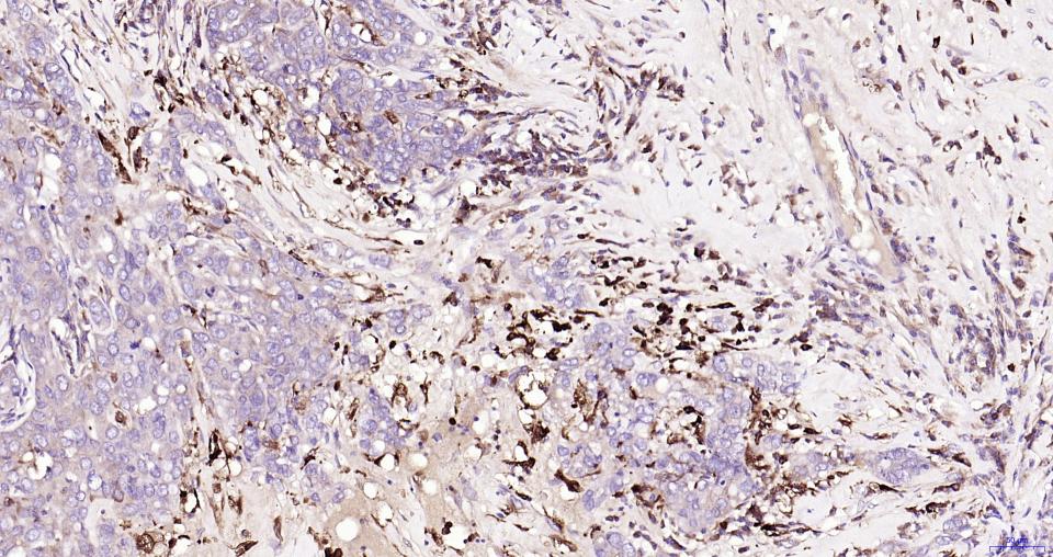 核因子2相关因子2重组兔单抗